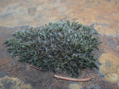 Grimmiaceae