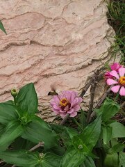 Macroglossum bombylans
