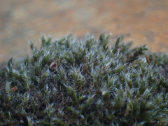 Grimmiaceae