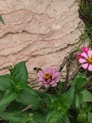 Macroglossum bombylans