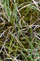 Carex marina