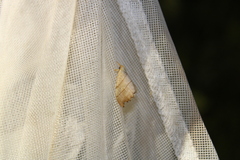 Drepana bilineata