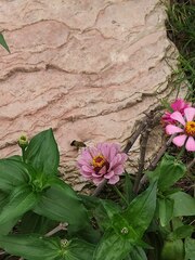 Macroglossum bombylans