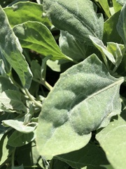 Atriplex micrantha