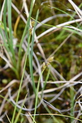 Carex marina
