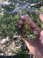 Abies concolor