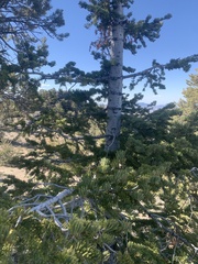 Abies concolor