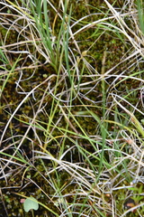 Carex marina