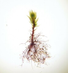 Bryum violaceum