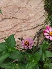 Macroglossum bombylans