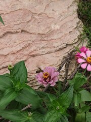 Macroglossum bombylans