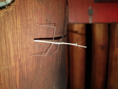 Schizomantodea