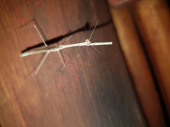 Schizomantodea