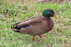 Anas rubripes × platyrhynchos