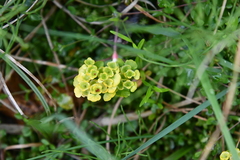 Chrysosplenium serreanum