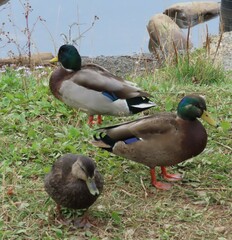 Anas rubripes × platyrhynchos