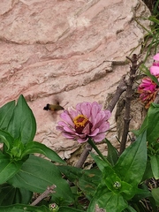 Macroglossum bombylans