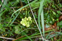 Chrysosplenium serreanum