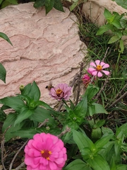 Macroglossum bombylans