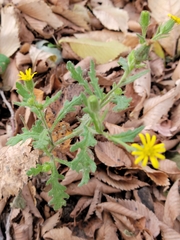 Senecio viscosus