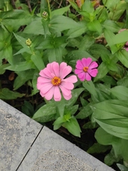 Zinnia elegans