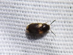 Mycetophagus serrulatus