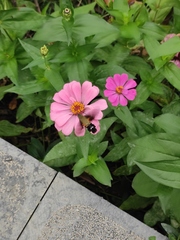 Macroglossum bombylans