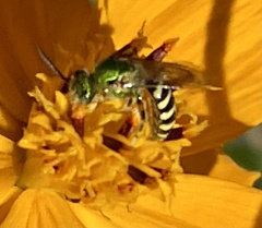 Agapostemon