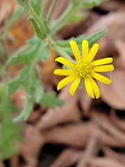 Senecio viscosus