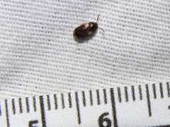 Mycetophagus serrulatus
