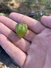 Physalis angulata