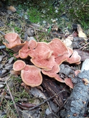 Hapalopilus rutilans