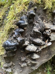 Fomitopsis ochracea