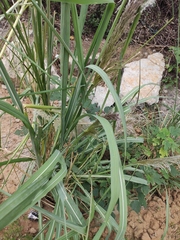 Miscanthus sacchariflorus