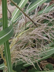 Miscanthus sacchariflorus