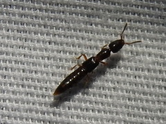 Lithocharodes longicollis