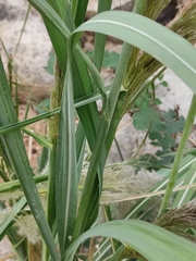 Miscanthus sacchariflorus