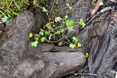 Ranunculus hyperboreus