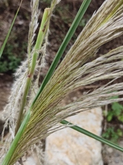 Miscanthus sacchariflorus