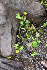 Ranunculus hyperboreus