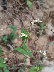 Fagopyrum cymosum