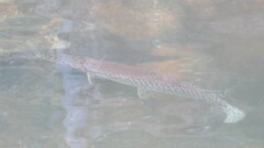 Lepisosteus platyrhincus