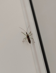 Zelus renardii