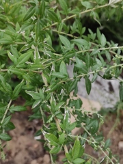 Artemisia argyi