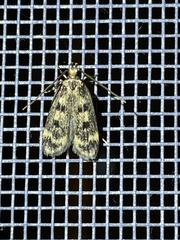 Martyringa latipennis