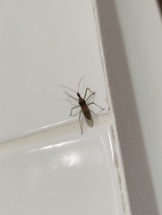 Zelus renardii