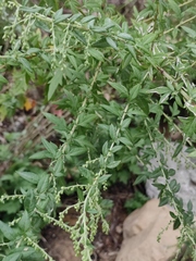 Artemisia argyi