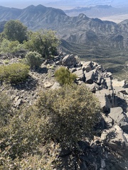 Cercocarpus intricatus