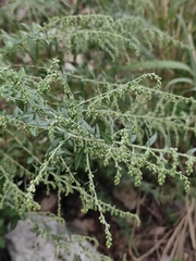 Artemisia argyi