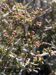 Cercocarpus intricatus